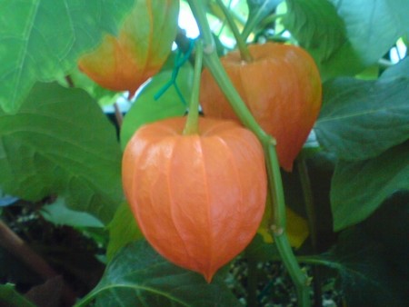 f:id:simplife:20080813080552j:image